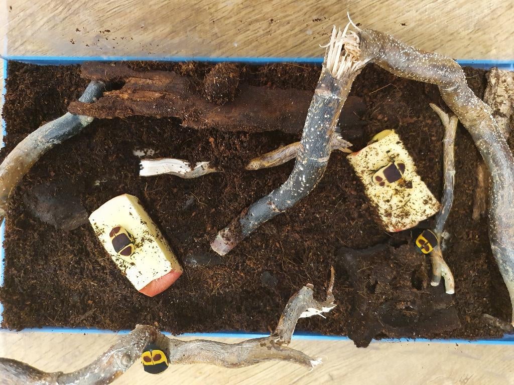 Pachnoda marginata Rozenkever, Dieren en Toebehoren, Overige soorten