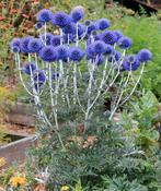 Echinops kogeldistel, vaste plant, sierplant, tuinplant, Ophalen, Vaste plant, Overige soorten, Halfschaduw