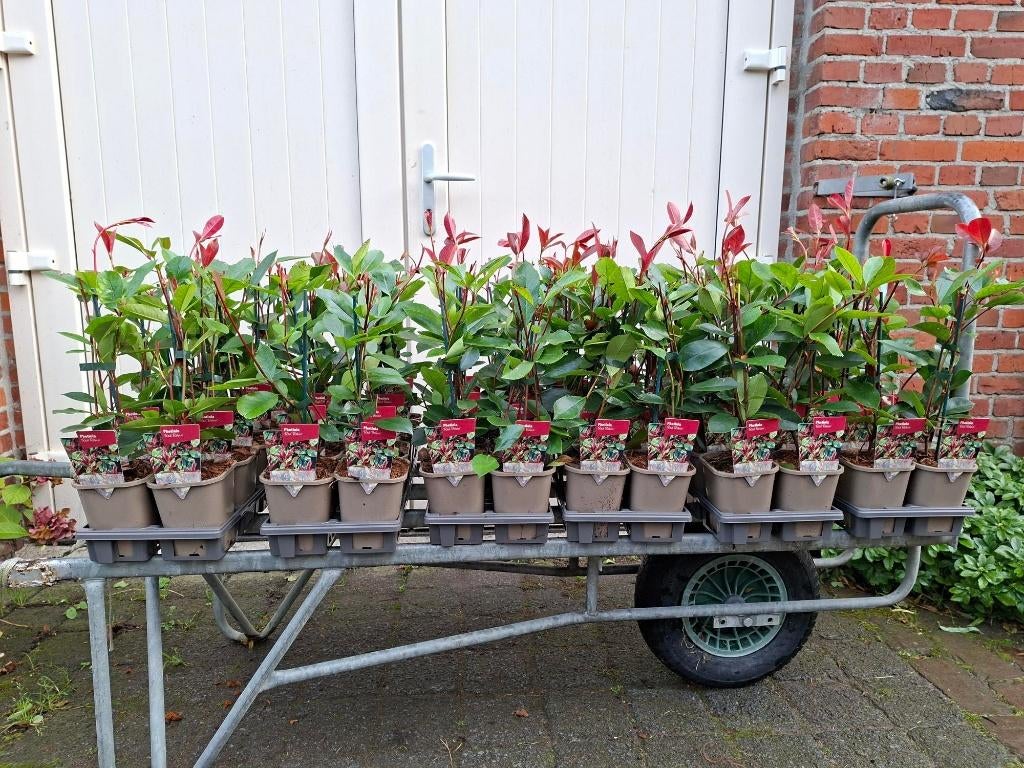Mooie Photinia 'Red Robin' (Glansmispel) haagplant!, Ophalen, Overige soorten, 100 tot 250 cm