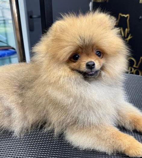 Pomeriaan pup raszuiver, Keeshond, 15 weken tot 1 jaar, Reu, Parvo