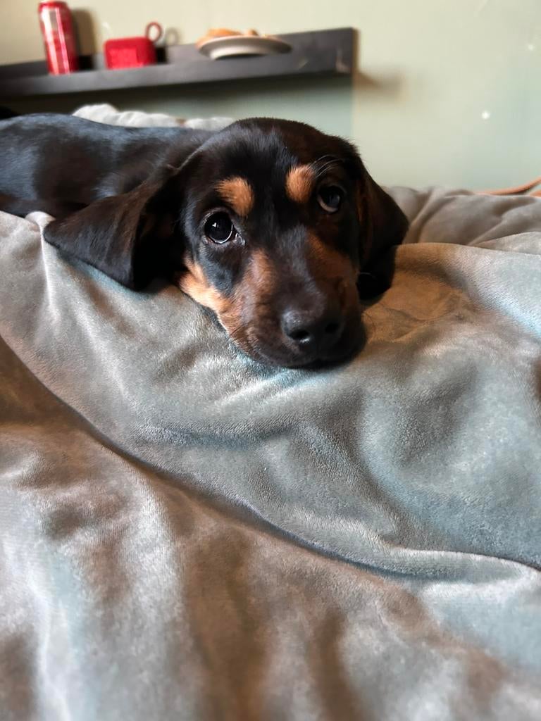 Nog 1 dame beschikbaar., Kaninchen, 8 tot 15 weken, Langhaar, Parvo