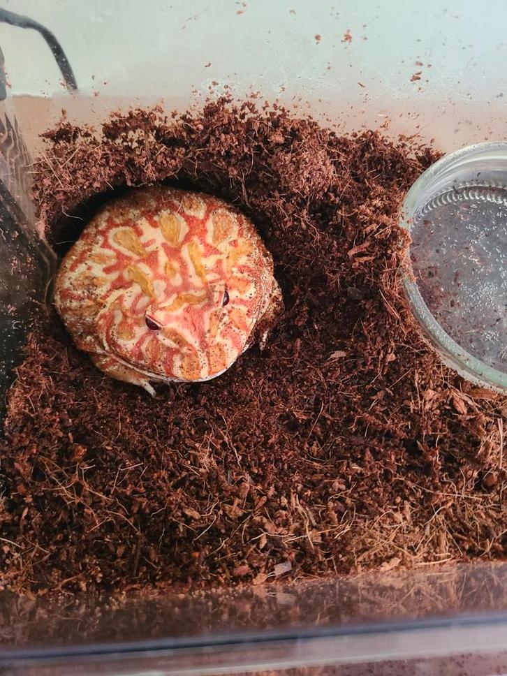 Pacman kikker Frog - unknown for sale from hong peter