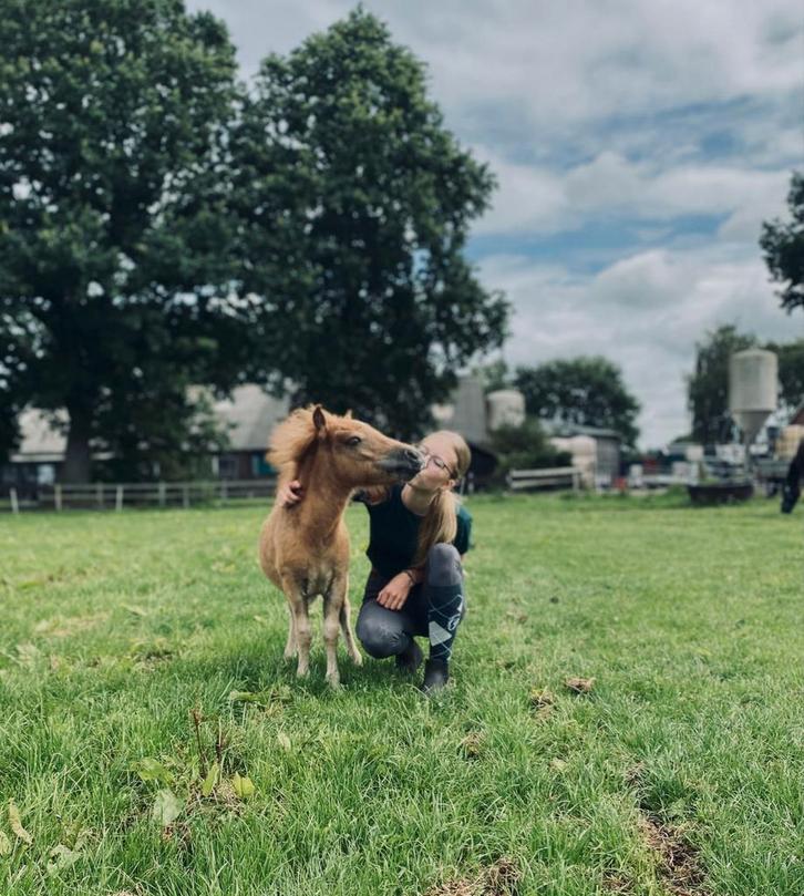 Goed huisje gezocht voor 2 super lieve shetlander veulens!, Dieren en Toebehoren, Pony's, Hengst, A pony (tot 1.17m), 0 tot 2 jaar