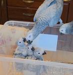 papegaai., Meerdere dieren, Papegaai