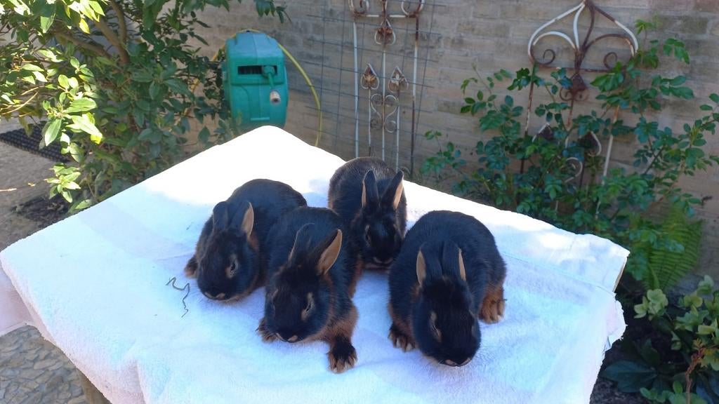 Konijn Black tan, Dieren en Toebehoren, Mannelijk