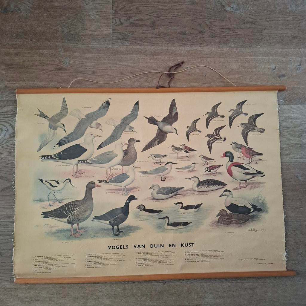 Vintage schoolplaat vogels van duin en kust, Antiek en Kunst, Antiek | Schoolplaten, Ophalen of Verzenden, Natuur en Biologie