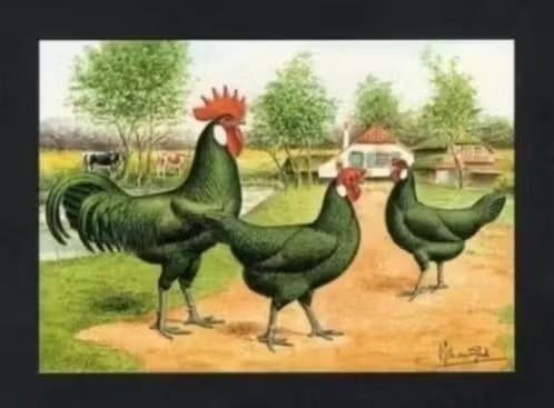 Pluimvee Kippen Minorca zwart Boerderij, Van Gink, Ophalen of Verzenden, 1980 tot heden, Ongelopen, Vogel