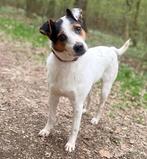 Inka is een kleine  hondje, 1,5 jaar ,lief als een snoepje, Particulier, 1 tot 2 jaar, Buitenland, Teef