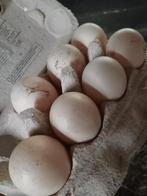 Broed eieren wit grijze zwart witte muskuseenden, Dieren en Toebehoren, Meerdere dieren, Eend