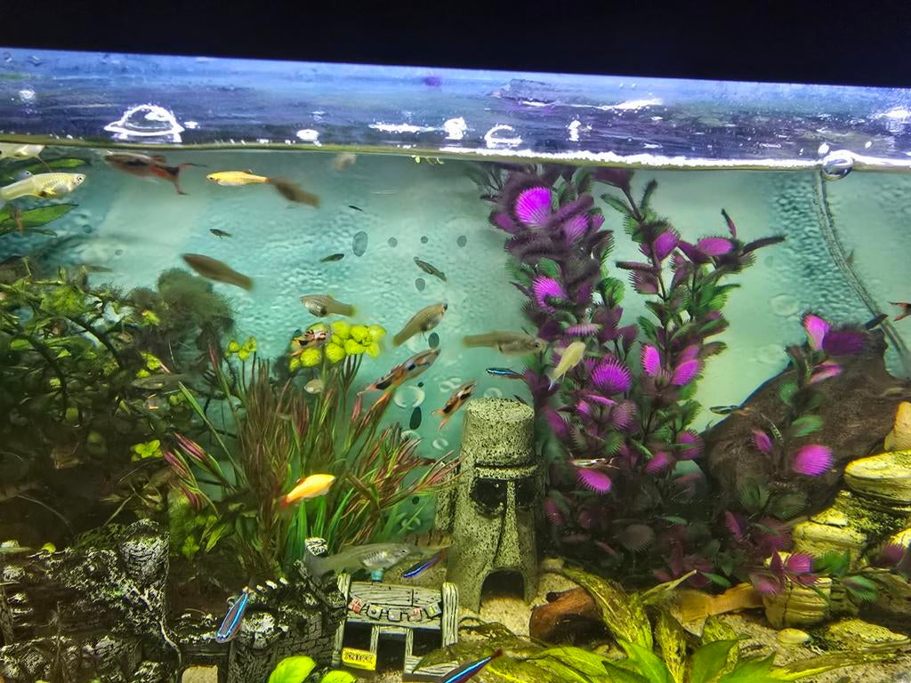 Endler Guppies mannetjes, Dieren en Toebehoren, Vis, Zoetwatervis