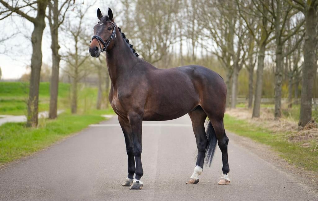 Grote knappe ruin met potentie zoekt zijn perfecte match, Dieren en Toebehoren, Ruin, Dressuurpaard