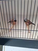 Gordelgrasvinken, Dieren en Toebehoren, Vrouwelijk