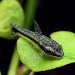 otocinclus arnoldi €2,95, Vis, Zoetwatervis