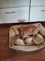 Super mooie jack Russel black en than hond, Dieren en Toebehoren, Reu, Parvo, Eén hond, Nederland