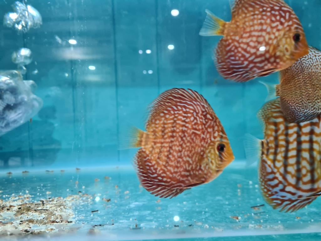 Galaxy Discus, Symphysodon Discus, Vis, Zoetwatervis