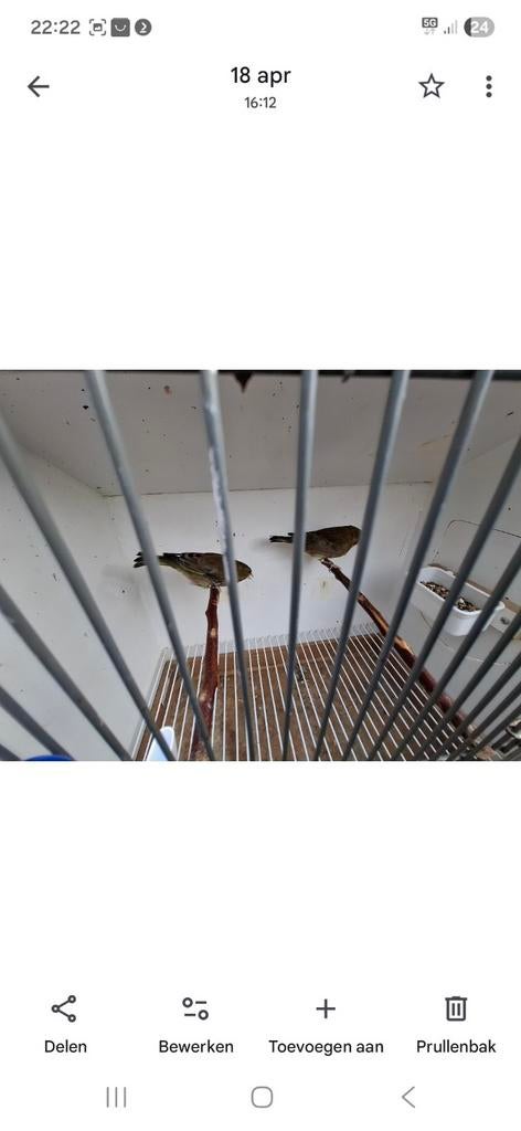 Groenling wild kleur poppen, Dieren en Toebehoren, Vrouwelijk