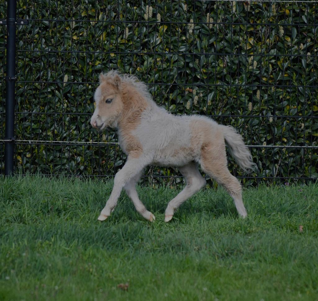 AMHA / NMPRS Miniatuurpaardjes, Hengst, Met stamboom, 0 tot 2 jaar