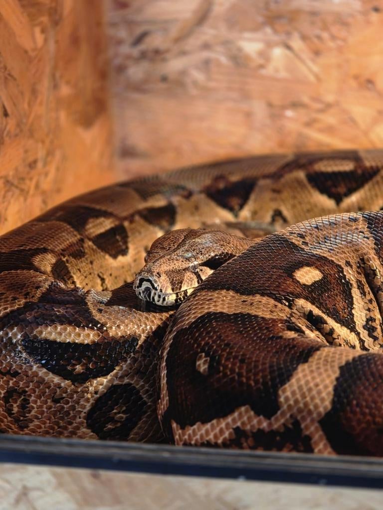 Vrouwlijke wildkleur boa constrictor imperator Boa Constrictor - female for sale from Rick