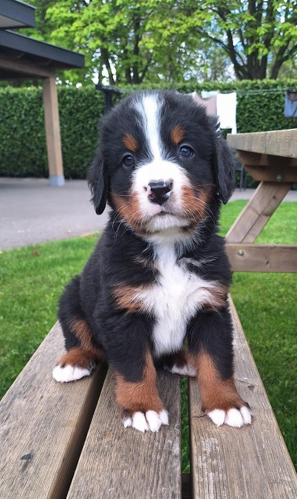Boulab pups, Nederland, Meerdere, Meerdere dieren, Fokker | Professioneel