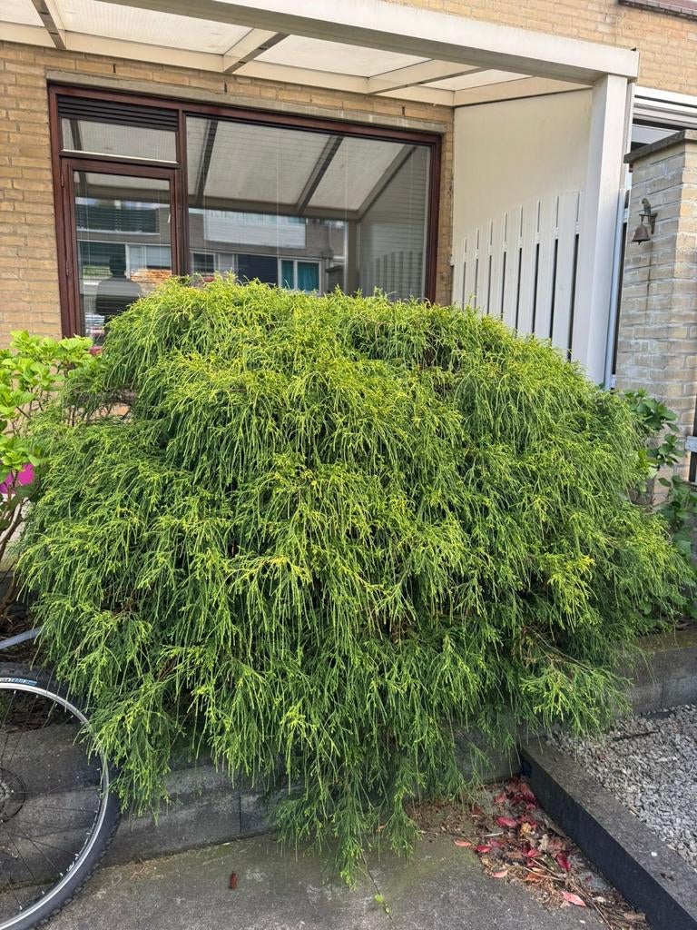 Grote Draadcypres (Conifeer) - Zelf uitgraven, Overige soorten, Volle zon, Vaste plant, Ophalen of Verzenden