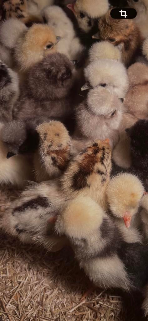 Prachtige USA Zijdehoender en Paduha eendags kuikens te koop, Dieren en Toebehoren, Pluimvee, Vrouwelijk, Kip