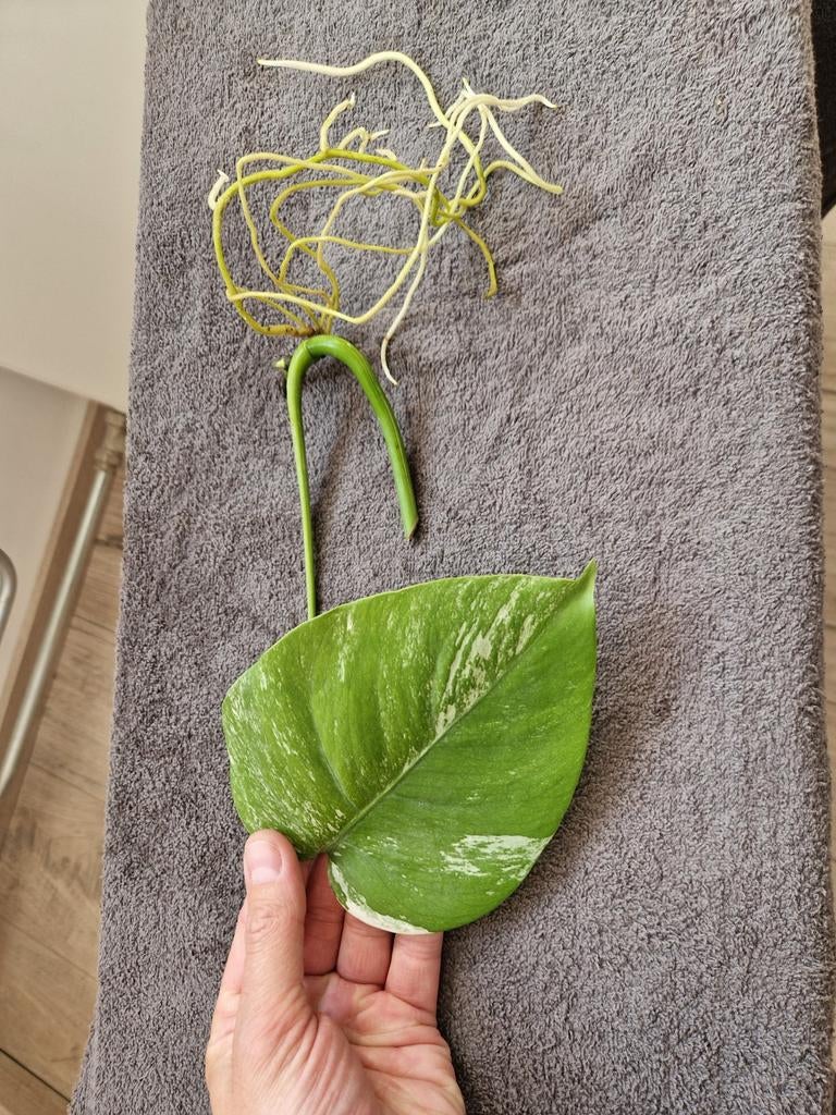 Monstera Variegata stekken 5 euro per stuk, Huis en Inrichting, Kamerplanten, Ophalen of Verzenden, Halfschaduw, Minder dan 100 cm