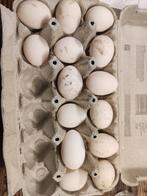 Broedeieren Hollandse Sabelpoot Kriel, citroenporselein, Geslacht onbekend, Kip