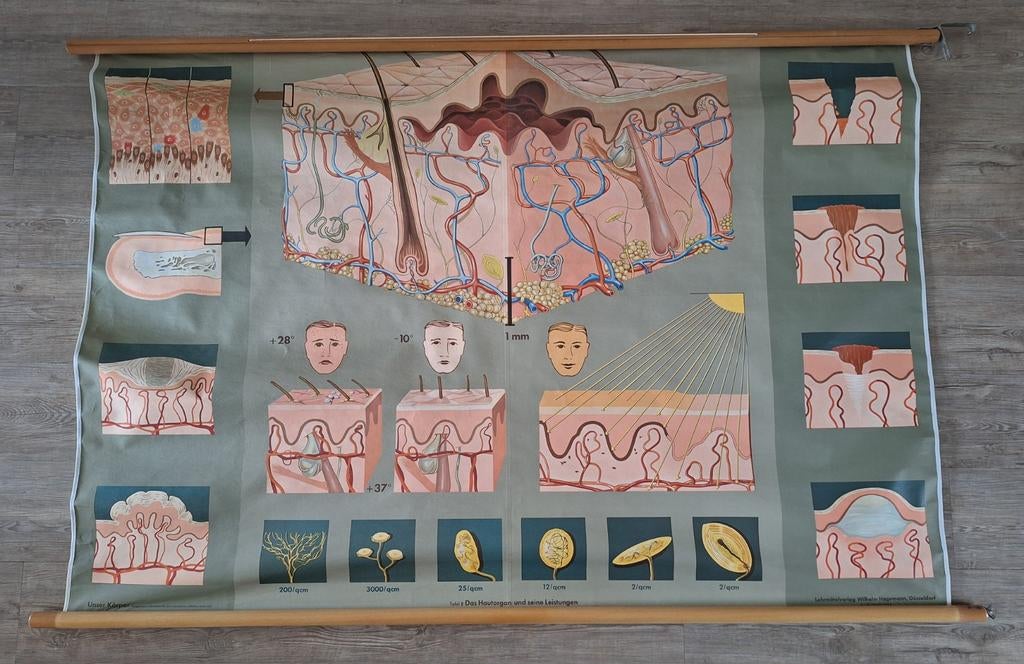 Medisch anatomische kaart canvas op rol groot formaat huid., Ophalen