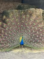 Te koop aangeboden: blauwe pauwen, Meerdere dieren, Overige soorten