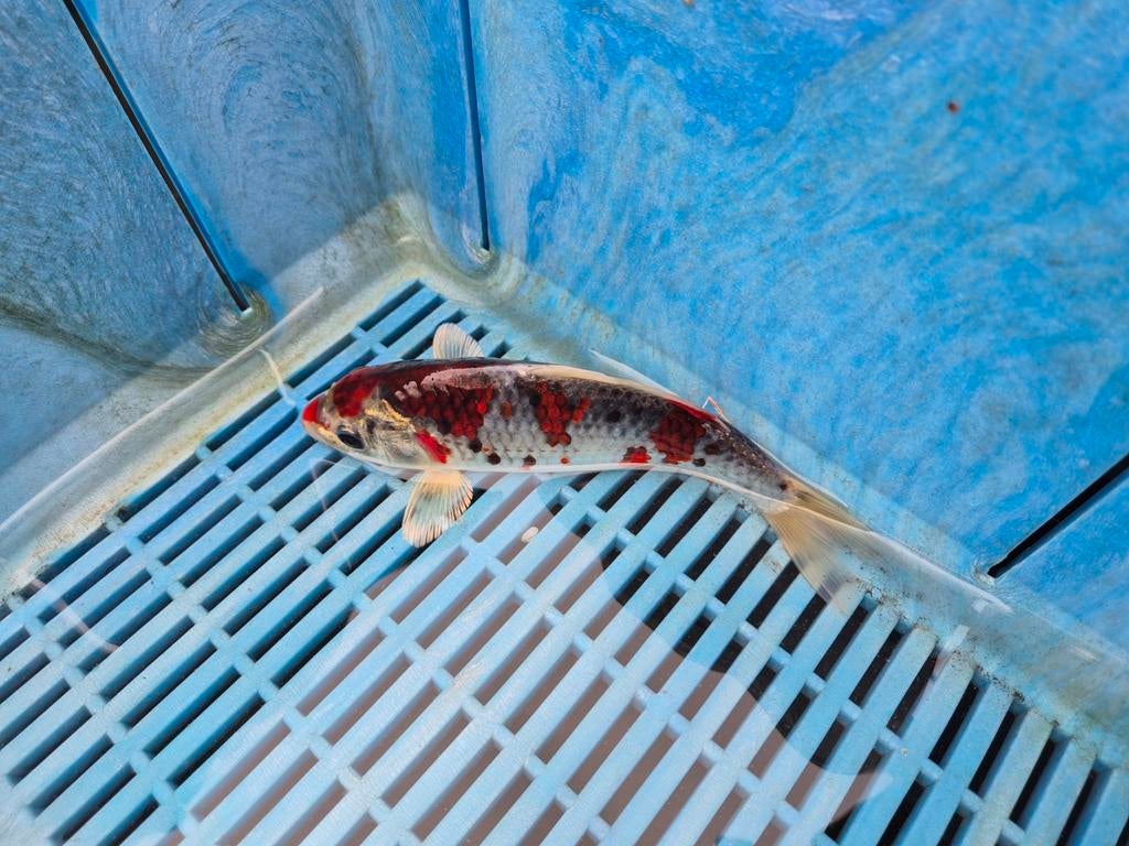 Japanse koi rood/ wit/ zwart, Dieren en Toebehoren, Vissen | Vijvervissen, Karper of Koi