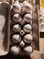 Poule de Bresse Gauloise Blue *zeldzaam*, Meerdere dieren, Kip