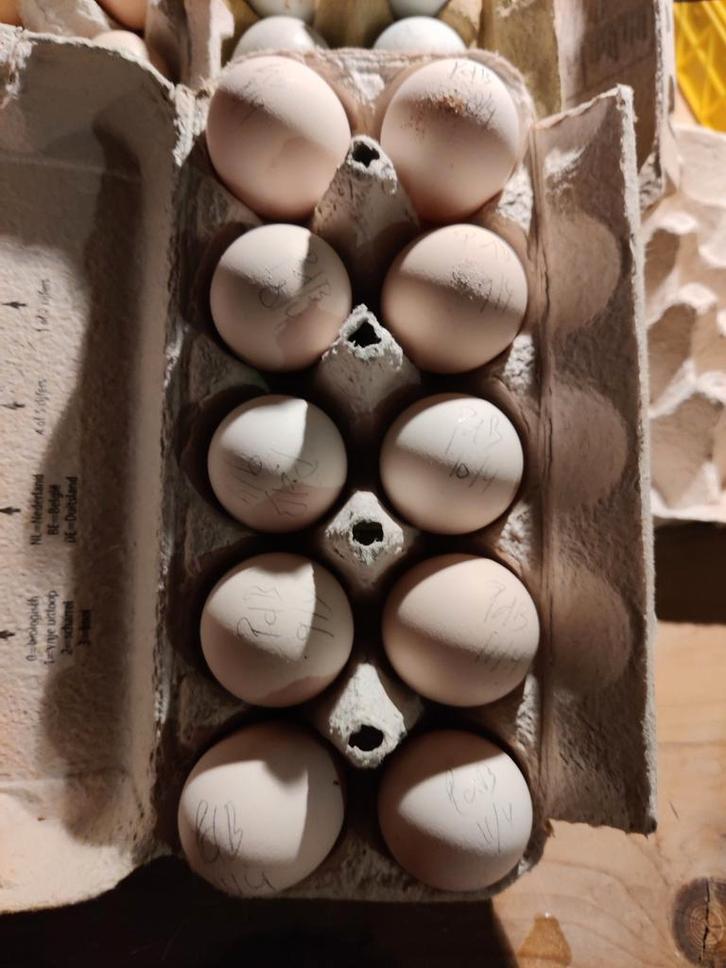 Poule de Bresse Gauloise Blue *zeldzaam*, Dieren en Toebehoren, Pluimvee, Kip, Meerdere dieren