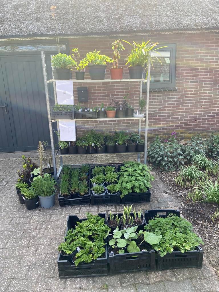 Vaste planten kraam, Tuin en Terras, Ophalen, Overige soorten, Volle zon