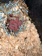 Te reserveren syrische hamster / goudhamsters, Dieren en Toebehoren, Hamster, Februari, Meerdere dieren, Tam