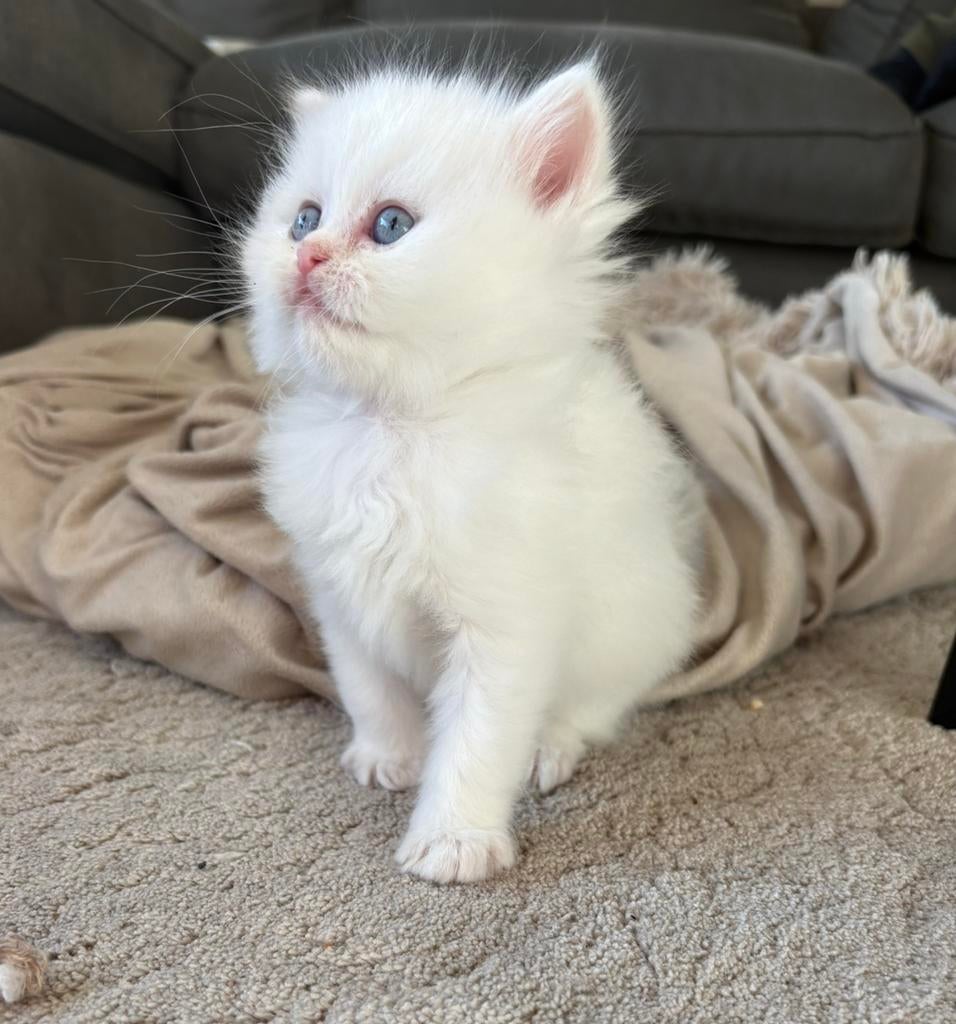 Ragdoll poesjes, speels en sociaal 💕, Poes, Ontwormd, 0 tot 2 jaar