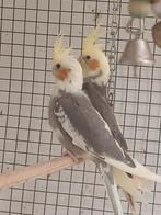 Valkparkieten 8 weken oud, Geslacht onbekend, Parkiet, Geringd