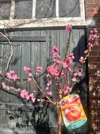 Diverse soorten halfstam fruitbomen. 5 voor €100!!, Ophalen, Lente
