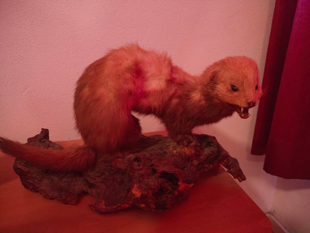 Opgezette Bunzing, Verzamelen, Dierenverzamelingen, Ophalen of Verzenden