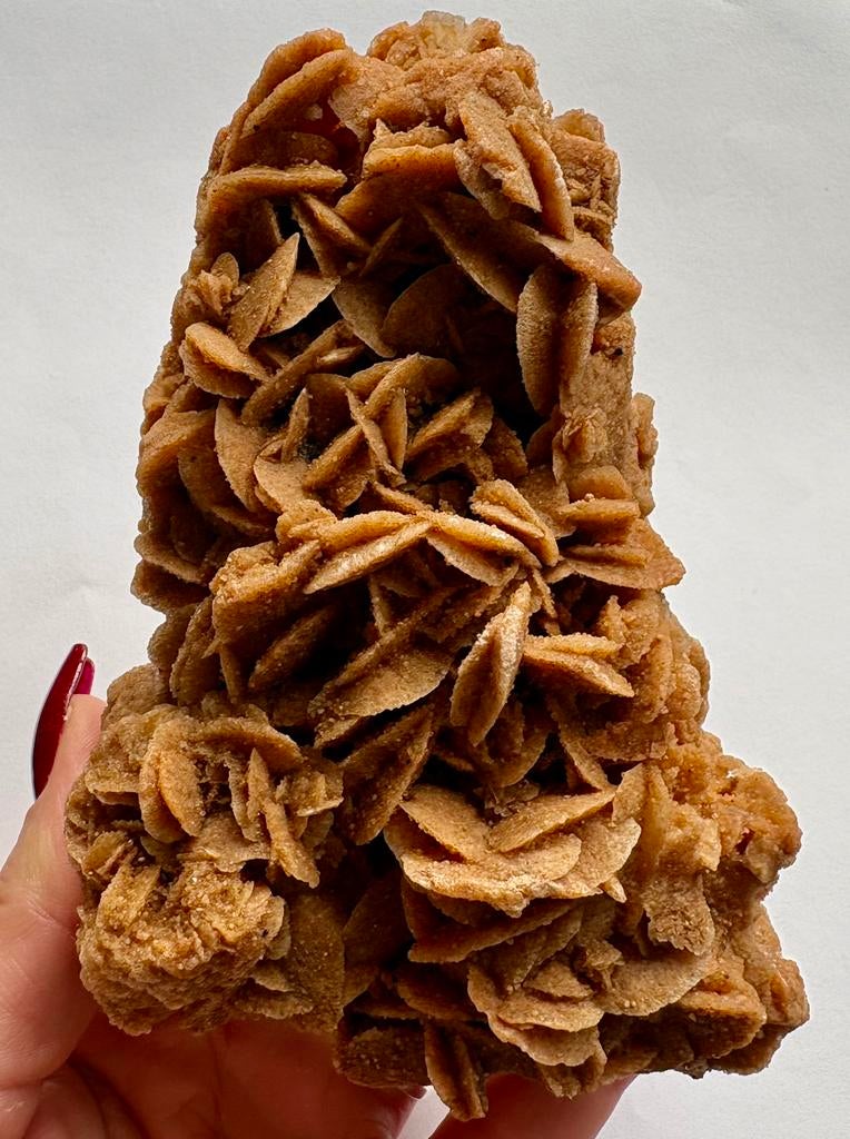 Woestijnroos, Ophalen of Verzenden