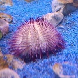 Rots zee-egels ECHLONOMETRA RED/PURPLE, Kreeft, Krab of Garnaal, Zoutwatervis