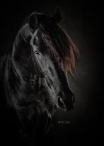 Friese ster hengst, Dieren en Toebehoren, Paarden, Dressuurpaard, Hengst, 3 tot 6 jaar, 160 tot 165 cm