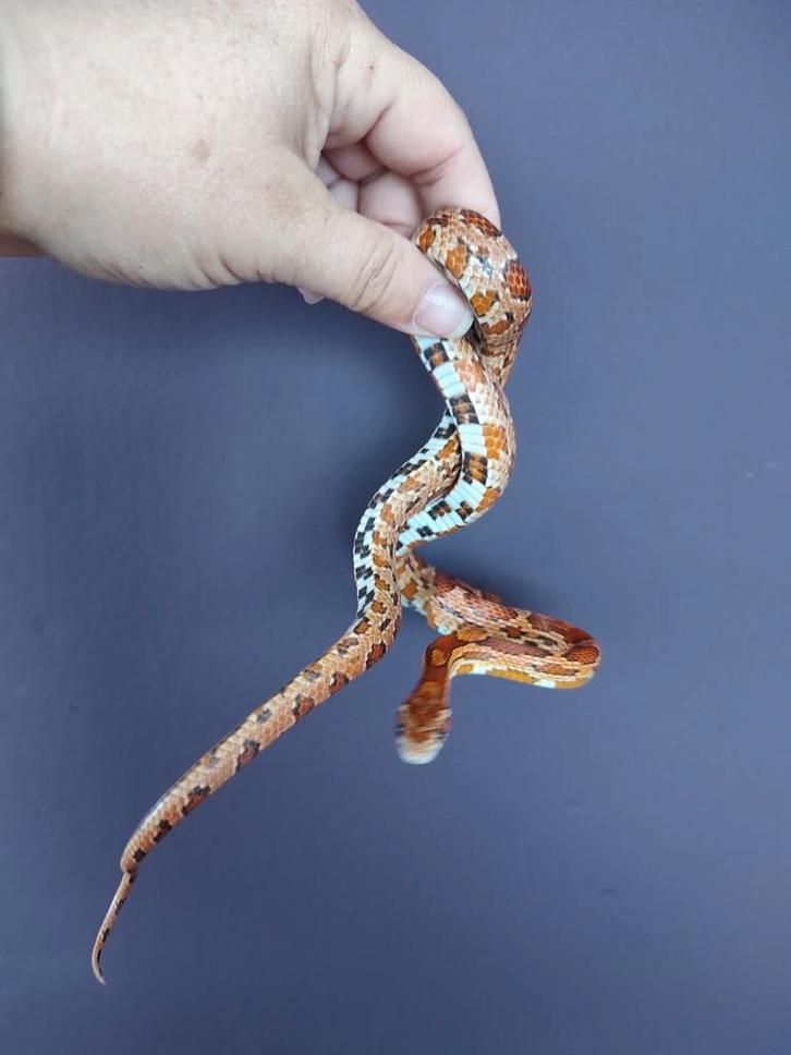 Koppel mooie slangen Rat Snake - female for sale from B&E