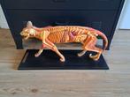 Vintage Anatomisch Kattenbeeld - Felis Catus, Antiek en Kunst, Ophalen of Verzenden