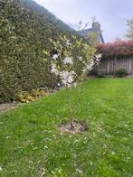 Magnolia boom - Sterke en bloeiende jonge plant, Volle zon, Vaste plant, Lente, Ophalen