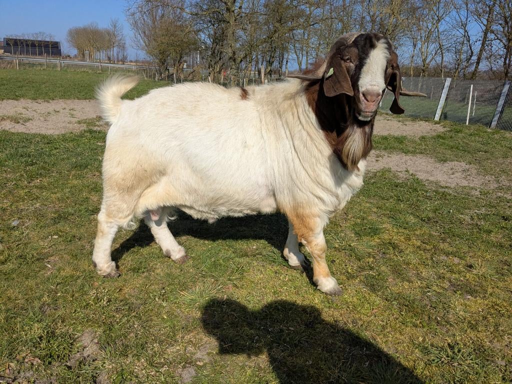 Beste  stamboek boerbok, Dieren en Toebehoren, Schapen, Geiten en Varkens, Mannelijk, Geit, 3 tot 5 jaar