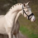 New Forest Dekhengst, Hengst