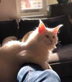 Prachtige maincoon kater, Kater