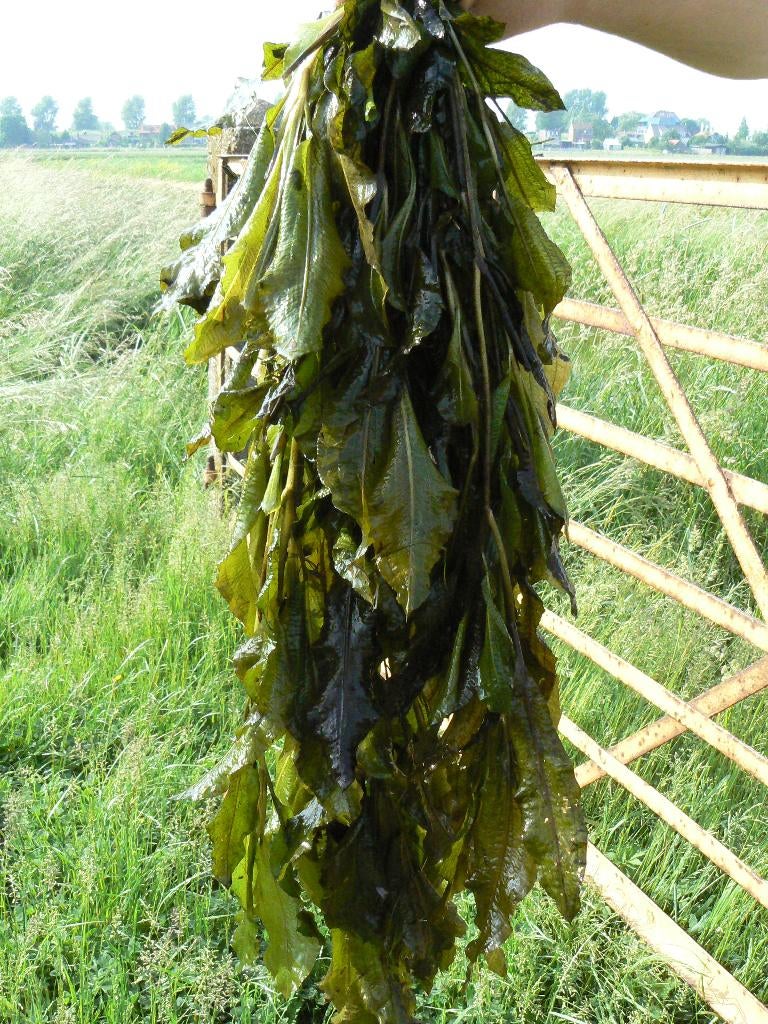 Zuurstofplanten Vijver, Tuin en Terras, Vijvers, Ophalen, Nieuw