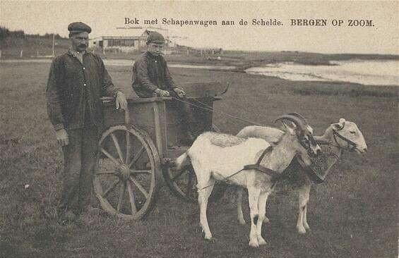 Vervoer-Beroepen-foto-J-485  Bergen op Zoom, Verzenden, 1980 tot heden, Foto, Nieuw