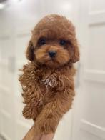 Exclusieve Maltipoo F2 pup (Maltipoo/Asian Toy Poedel), Particulier, Overige rassen, 8 tot 15 weken, Buitenland